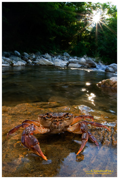 potamon fluviatilis o granchio di fiume, val di vara